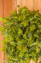 Bupleurum Greenery Filler