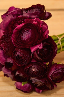Ranunculus Purple