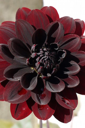 Burgundy Dahlia