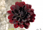 Burgundy Dahlia