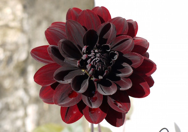 Burgundy Dahlia
