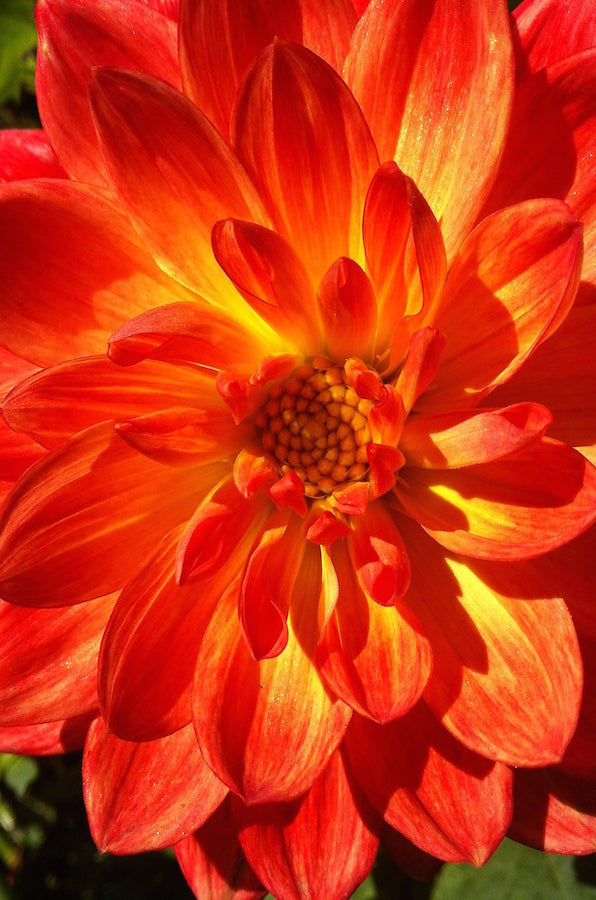 Burning Desire Dahlia