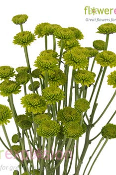 Green Button Poms