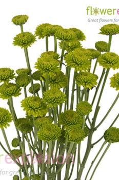 Green Button Poms