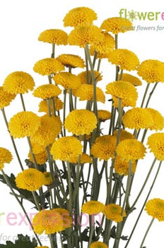 Yellown Button Poms
