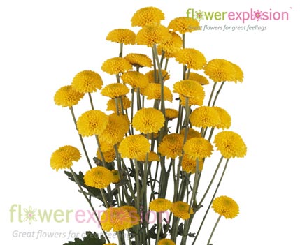 Yellown Button Poms