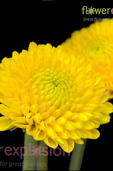 Yellown Button Poms