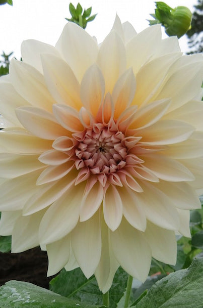 cafè au lait dahlia