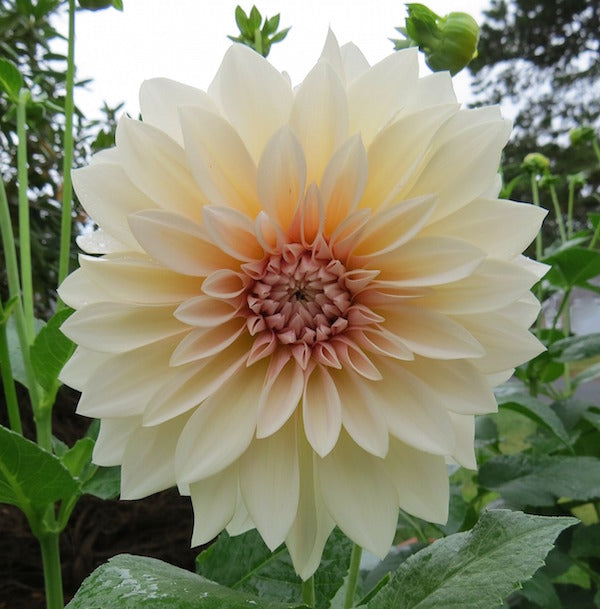 cafè au lait dahlia