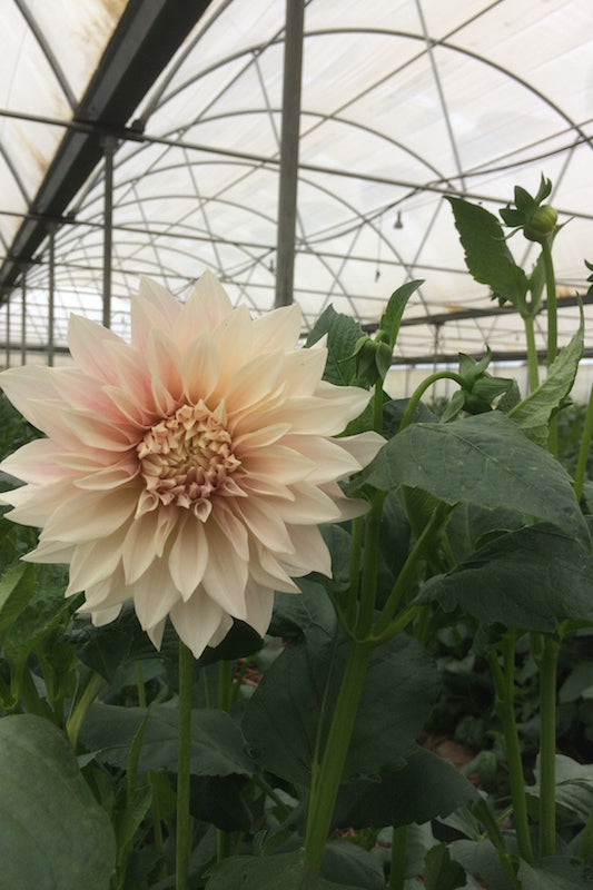 cafe dahlia flower