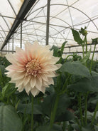 cafe dahlia flower