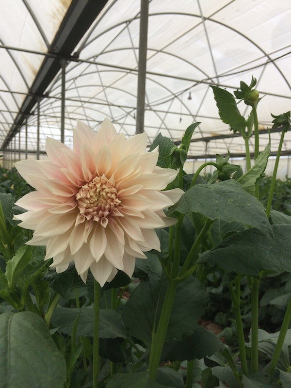 cafe dahlia flower