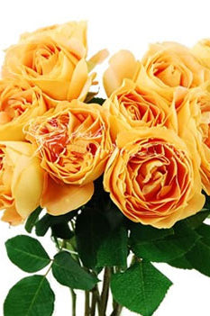 Candlelight Garden Rose