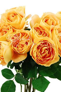 Candlelight Garden Rose