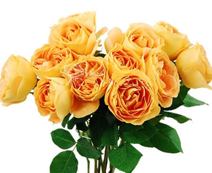 Candlelight Garden Rose