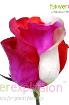 Cotton Candy Tinted Roses