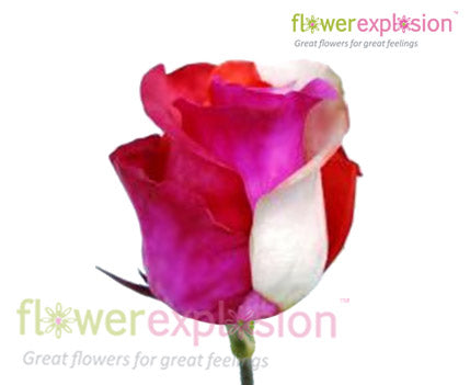 Cotton Candy Tinted Roses