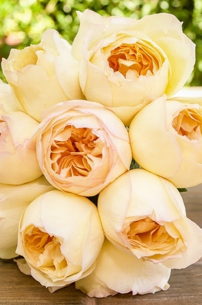 Caramel Antique Garden Rose Wedding