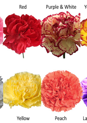 Available Carnations