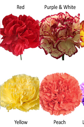 Available Carnations