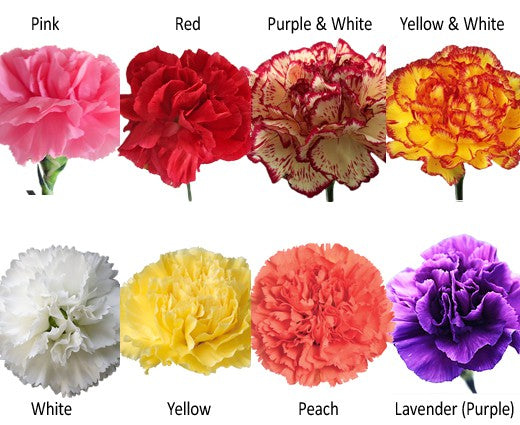 carnation colors