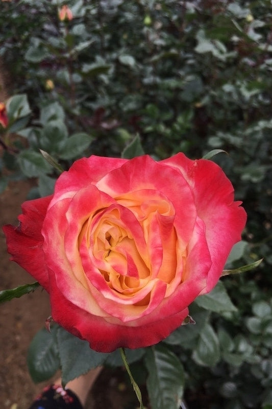 Carnival Bicolor Roses