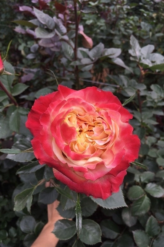 Carnival Bicolor Rose