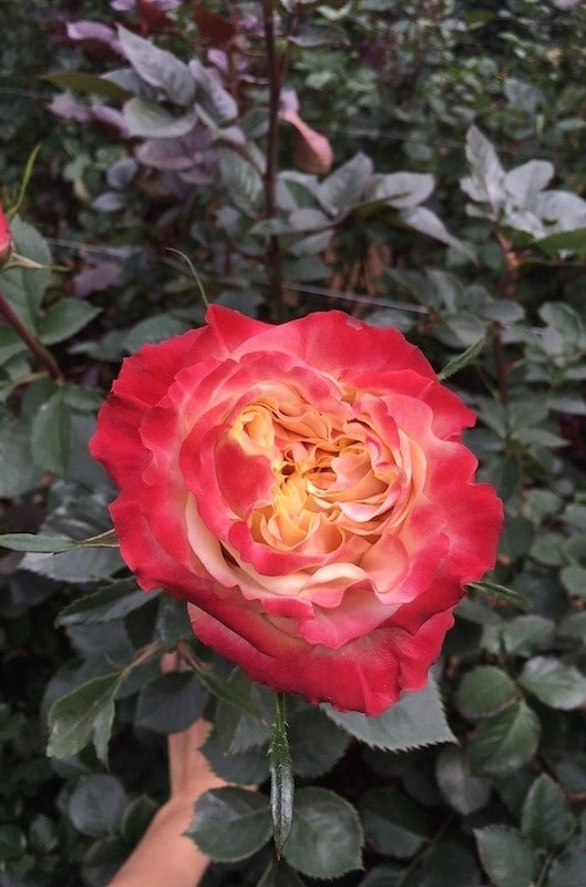 Carnival Bicolor Rose