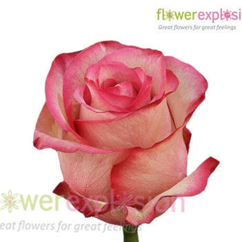 Carrousel Red & Cream Rose