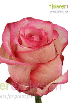 Carrousel Red & Cream Rose