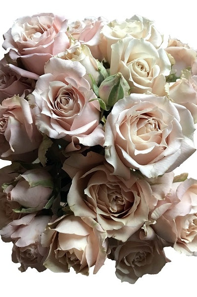 champagne spray roses