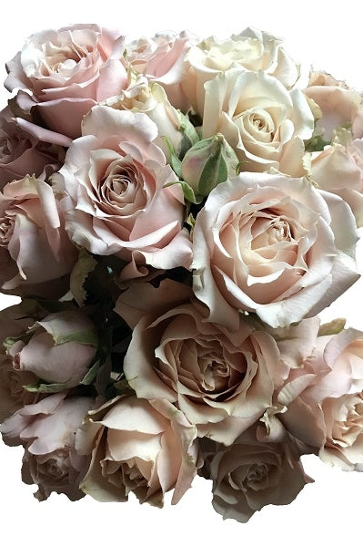 champagne spray roses