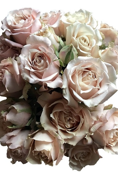champagne spray roses
