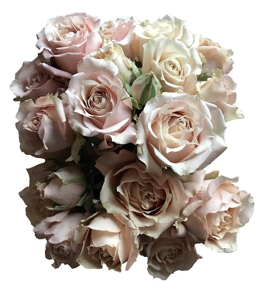 champagne spray roses