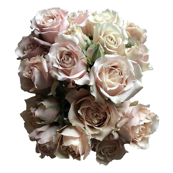 champagne spray roses
