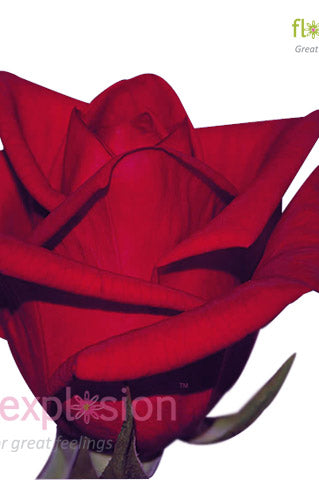 Cherry Love Red Rose