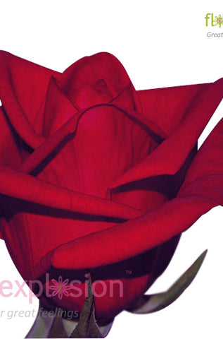 Cherry Love Red Rose