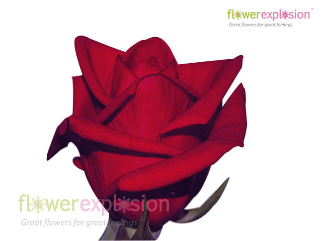 Cherry Love Red Rose