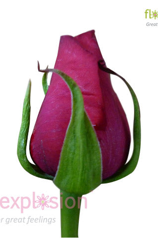 Cherry Love Red Rose