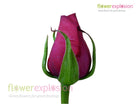 Cherry Love Red Rose
