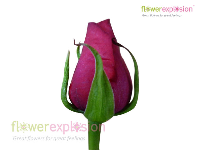 Cherry Love Red Rose