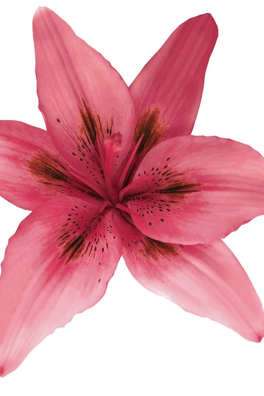 Cherry Pink Hybrid Lily
