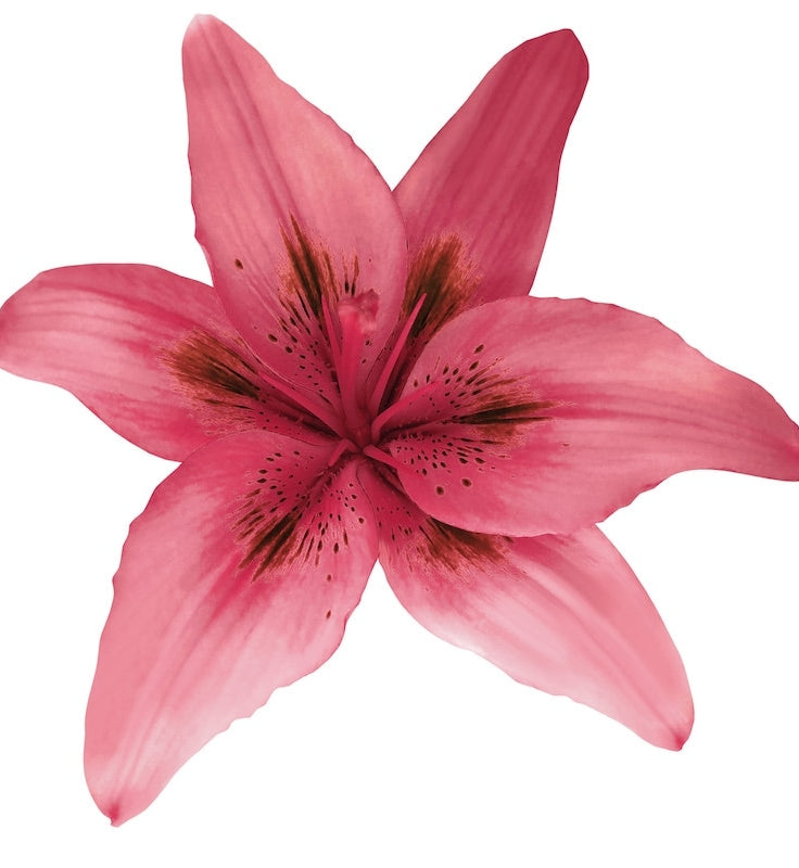 Cherry Pink Hybrid Lily