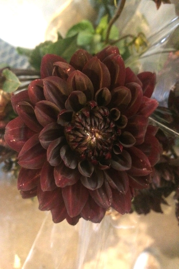 chocolate brown dahlia