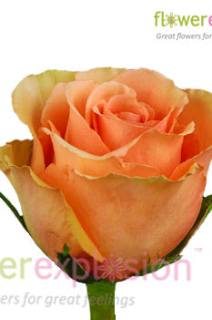 Cinnamon Peach Rose