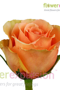 Cinnamon Peach Rose