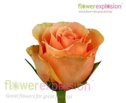 Cinnamon Peach Rose