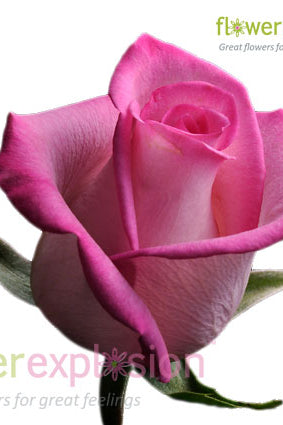 Classic Cezanne Rose