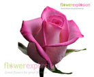 Classic Cezanne Rose