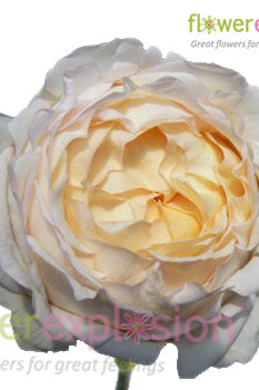 Classic Woman Garden Rose
